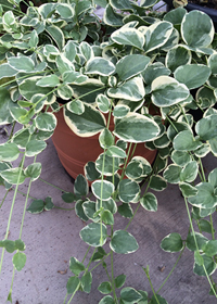 Vinca major 'Variegata'